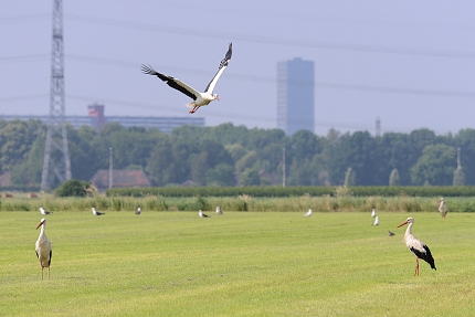ooievaars (Ciconia ciconia) 6-2018 4324